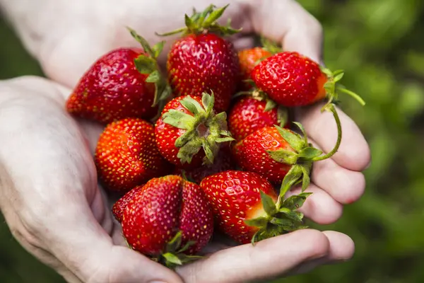 Erkek holding çilek eller
