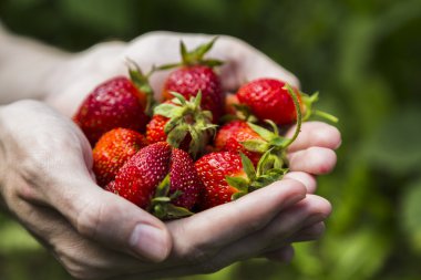 Erkek holding çilek eller