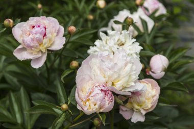 Güzel beyaz peonies