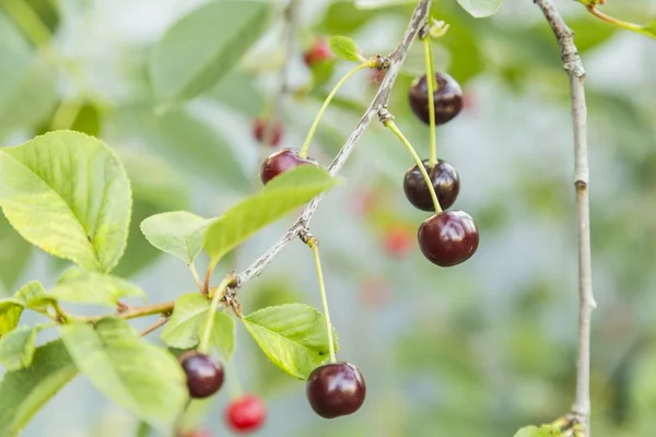 Ciliegie appese a un ramo di ciliegio — Foto Stock