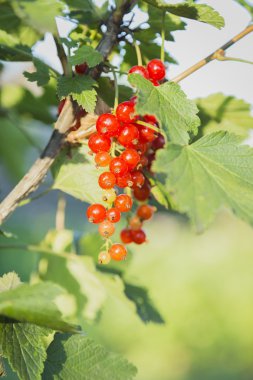 Bahçede kırmızı frenk üzümü