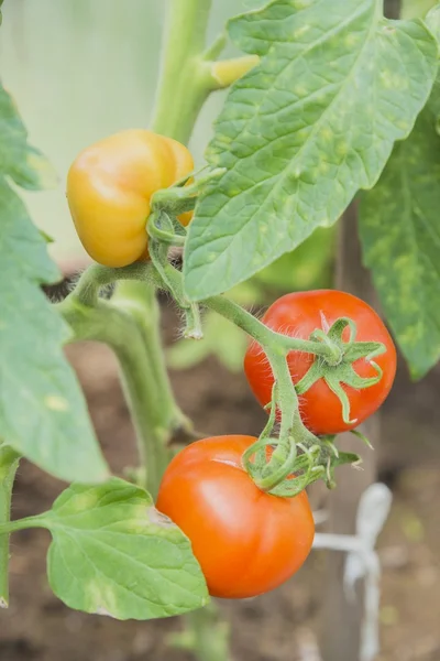 The red and yellow tomatoes on the bush — Stock Photo, Image