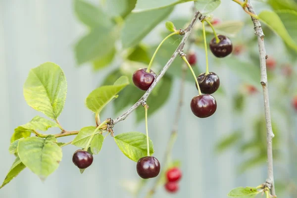 Ciliegie appese a un ramo di ciliegio — Foto Stock