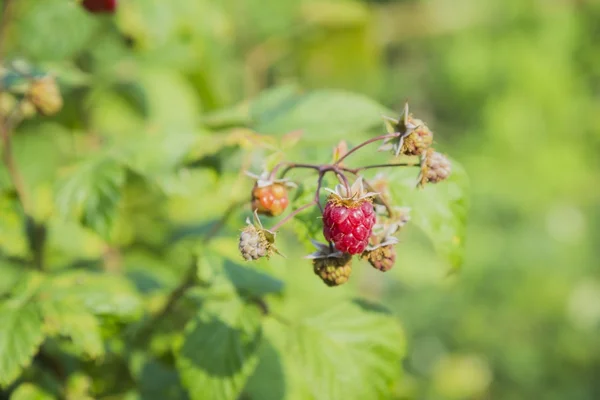 Detailní pohled na maliny — Stock fotografie