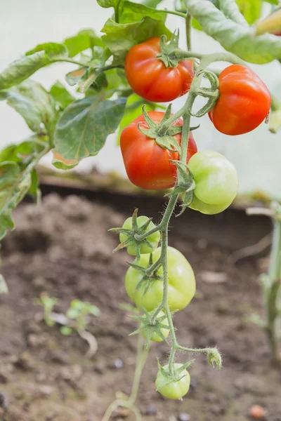 De rode en groene tomaten op de Bush — Stockfoto