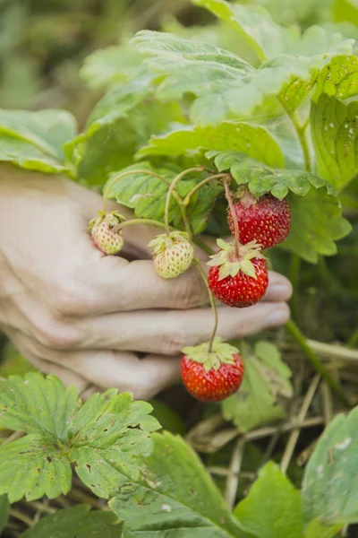 Mão humana mostrando morango no arbusto — Fotografia de Stock