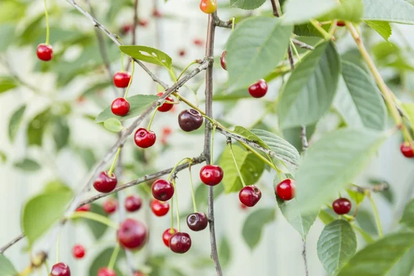 Ciliegie appese a un ramo di ciliegio — Foto Stock