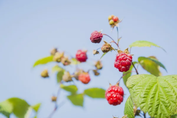 나무 딸기의 근접 보기 — 스톡 사진