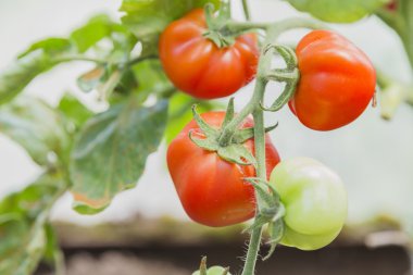 Bush üzerinde kırmızı ve yeşil domates