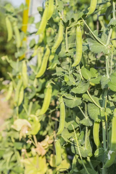 Peulen van erwten op een stengel in de tuin — Stockfoto