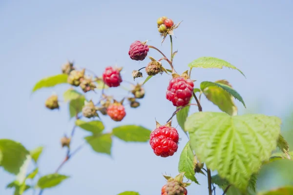나무 딸기의 근접 보기 — 스톡 사진