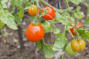 Bush üzerinde kırmızı ve sarı domates