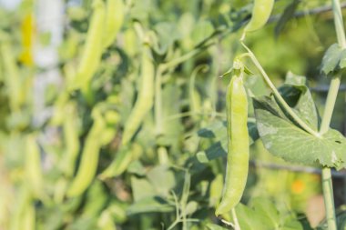 Pods bezelye bahçe içinde bir sap üzerinde