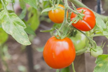 Bush üzerinde kırmızı ve sarı domates