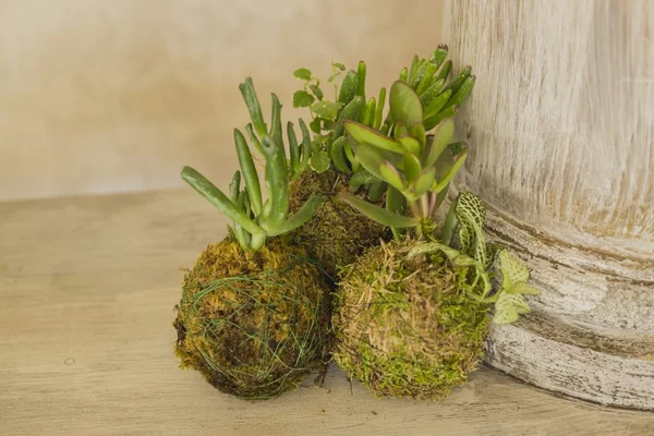 Dekoratív zöld cserje formájában labda — Stock Fotó