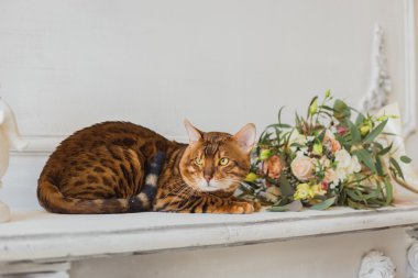 Bengal kedi ve güzel düğün buketi