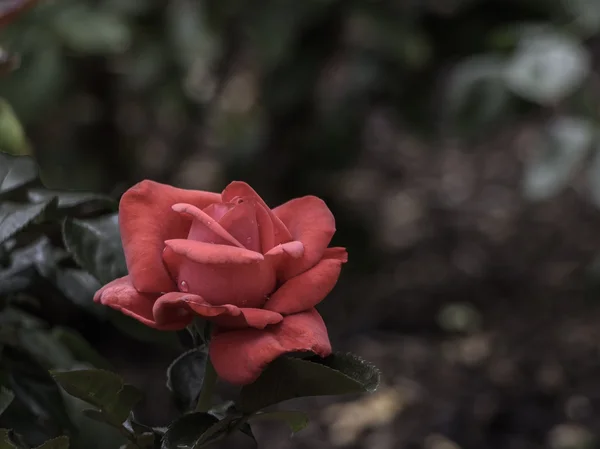 Uma rosa vermelha solitária — Fotografia de Stock