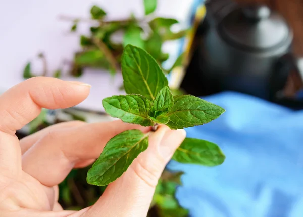 Sejumput mint di tangan, memegang jari-jarinya. Close-up. Untuk te — Stok Foto