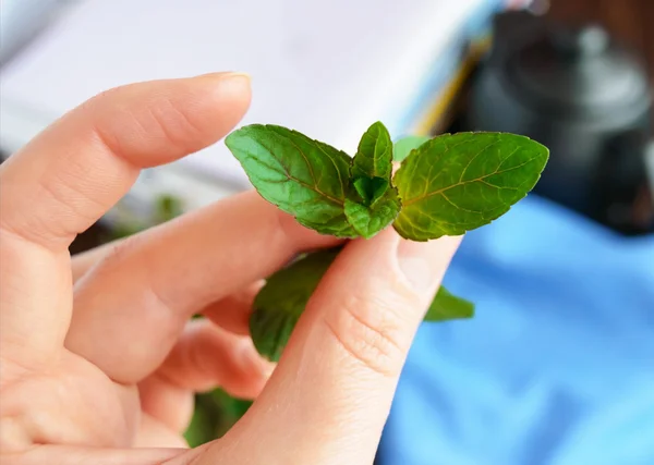 Sejumput mint di tangan, memegang jari-jarinya. Close-up. Untuk teh . — Stok Foto