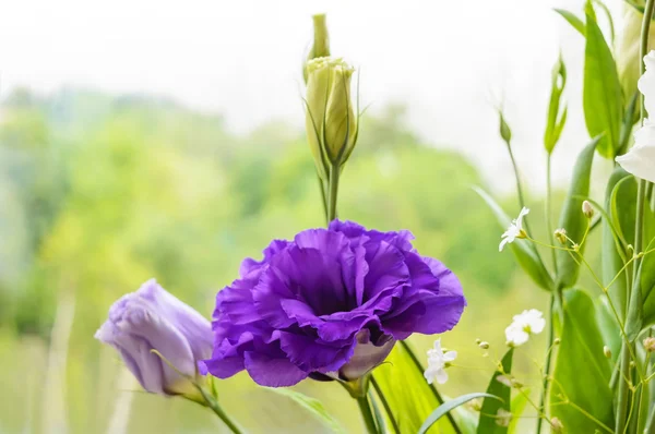 Flor púrpura delicada eustomía (lisianthus) sobre un fondo de la naturaleza . — Foto de Stock