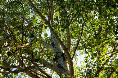 Yüksek ağaç beyaz kabuk (aspen, kavak, huş ağacı) ile. Alt görünümü.