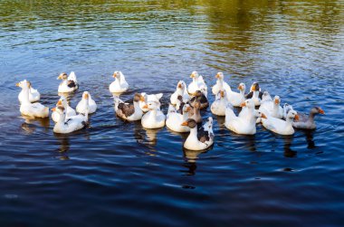 Su kuşları - göle yüzmeye kaz.