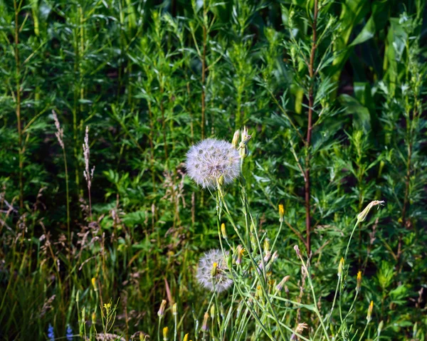 Le champ (prairie) fleurit comme des pissenlits sur un fond d'herbe verte . — Photo