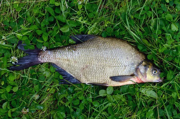 Live fish - bream on the green grass. Fresh catch