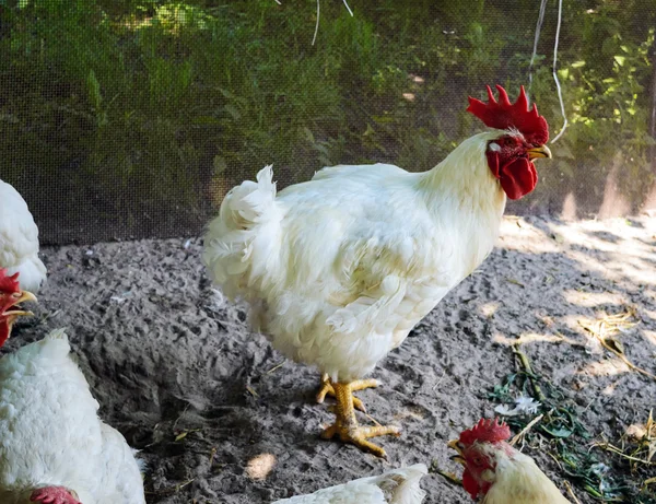 Tavuklarda kırmızı taç ile beyaz horoz — Stok fotoğraf