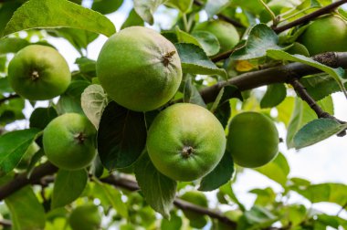 bir ağaç dalında yeşil elmalar