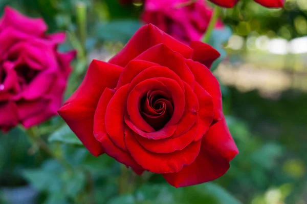 Rosa Rose Nahaufnahme vor einem Hintergrund der Natur. — Stockfoto