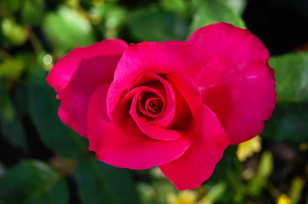 Rosa rosa primo piano su uno sfondo di natura . — Foto Stock