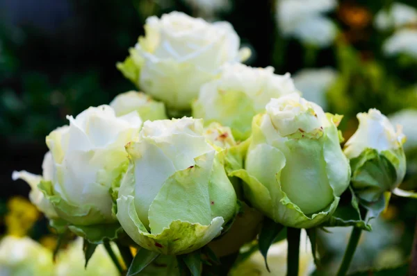 Rose bianco-verdi sullo sfondo della natura . — Foto Stock