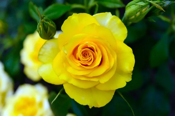 Leuchtend gelbe Rosen auf dem Hintergrund der Natur. — Stockfoto