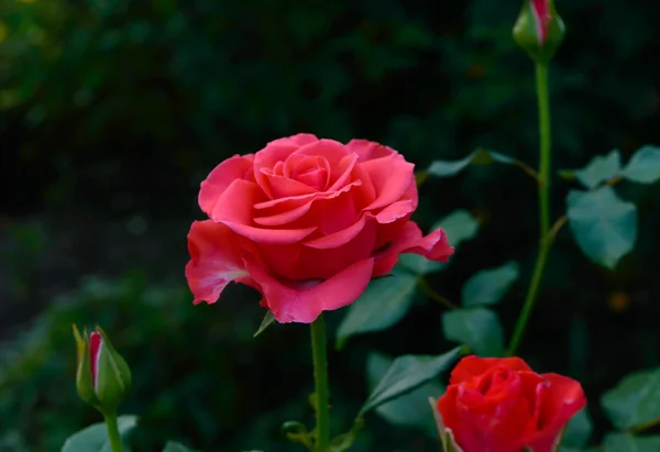 Rosa rosa primo piano su uno sfondo di natura . — Foto Stock