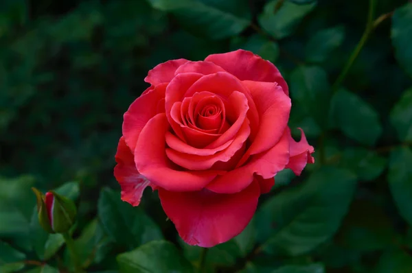 Rosa rosa close-up em um fundo da natureza . — Fotografia de Stock