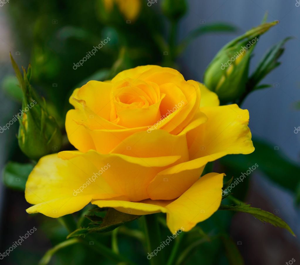 Bright yellow roses on the background of nature. Stock Photo by ...