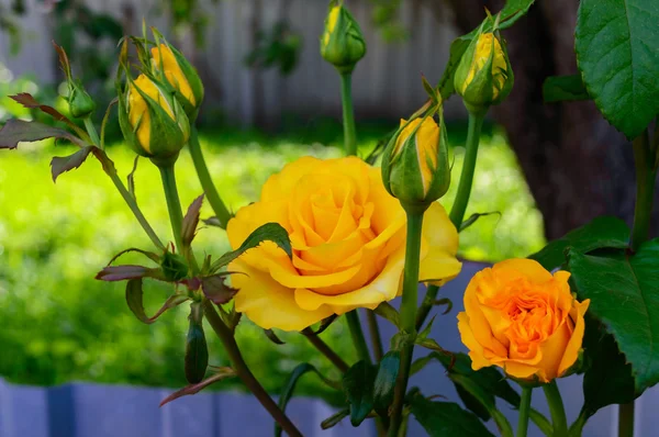 Rose gialle luminose e boccioli non aperti sullo sfondo della natura . — Foto Stock