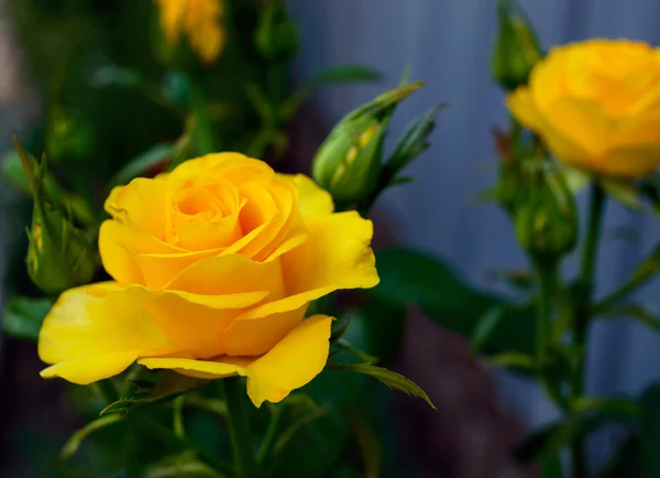 Bright yellow roses on the background of nature. — Stock Photo, Image
