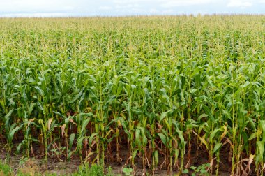 Kalın sonsuz yeşil alan yüksek Mısır