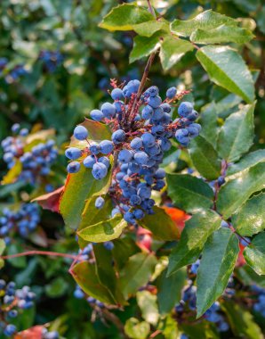 Dekoratif bush mavi çilek ile. Meydanı, park, Bahçe için