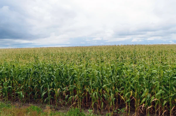 Thick endless green field of high corn — Stock Photo, Image