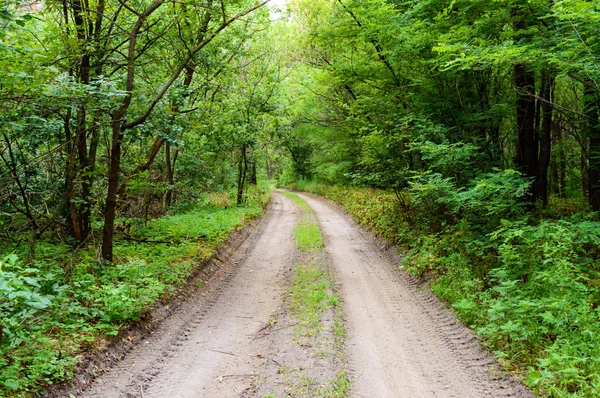 La route va dans l'épaisse forêt verte . — Photo