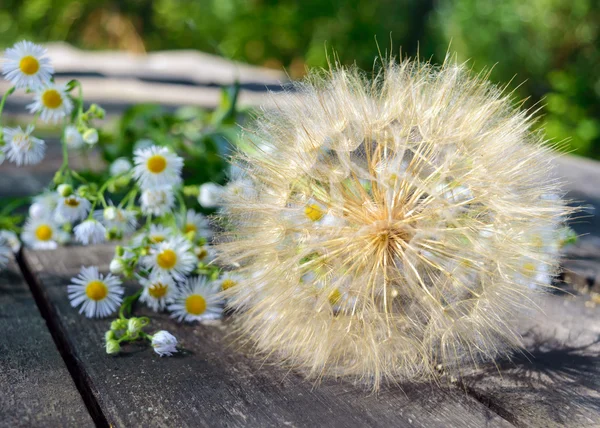 傘(タンポポに似た)と木製のテーブルの上のフィールドヒナギクの形の空気乾燥した花 — ストック写真