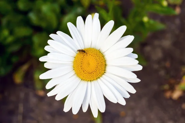 Kwiat rumianku duży biały w ogrodzie. — Zdjęcie stockowe