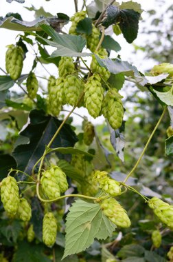 Bira üretimi için yeşil kıvırma hop konileri.