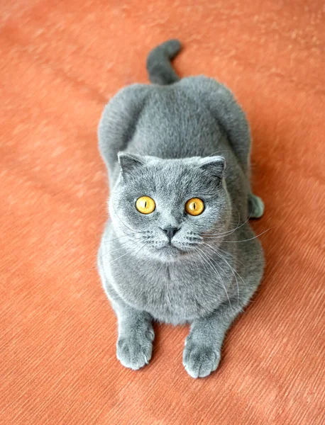 Funny Gray Scottish Cat Orange Textile Sofa Looking — Stock Photo, Image