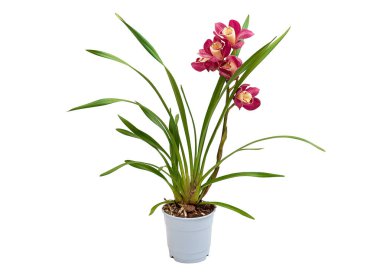 Cymbidium orkidesi beyaz arkaplanda izole edilmiş. Kavanozda kırmızı çiçekler olan egzotik bir bitki..