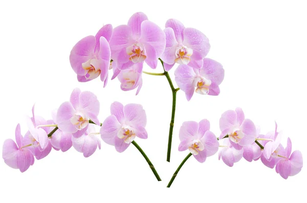 Schöne Blühende Zweige Von Rosa Phalaenopsis Orchideen Isoliert Auf Weißem — Stockfoto