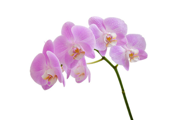 Цветущая ветвь розового Phalaenopsis орхидеи изолированы на белом фоне.